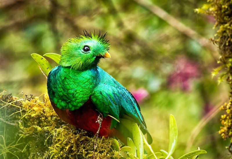 Resplendent Quetzal