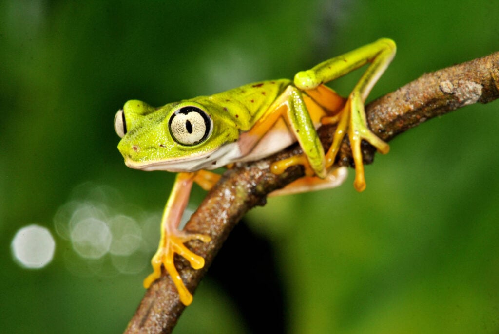 Tree Frog Costa Rica