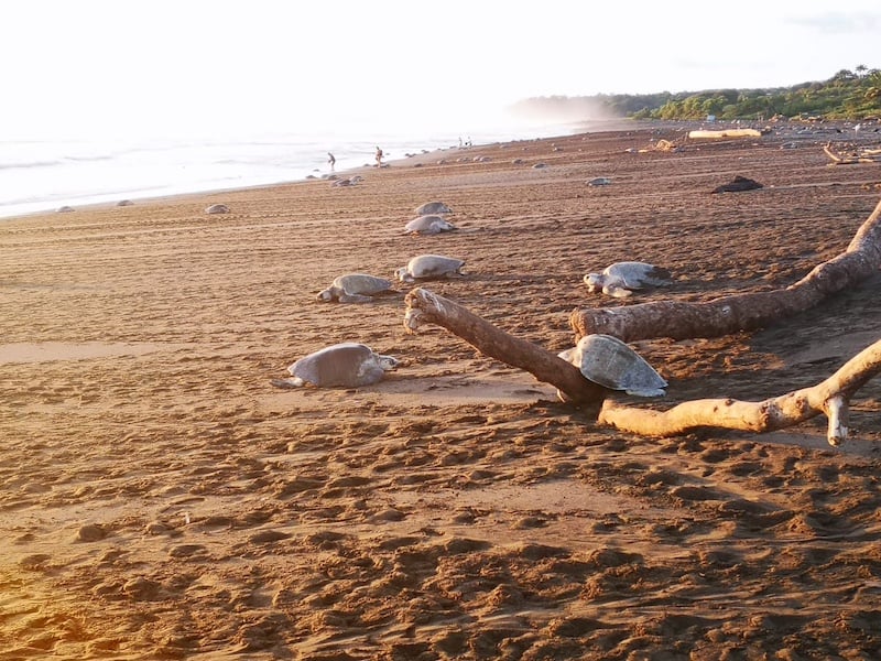 Turtles on beach Costa Rica