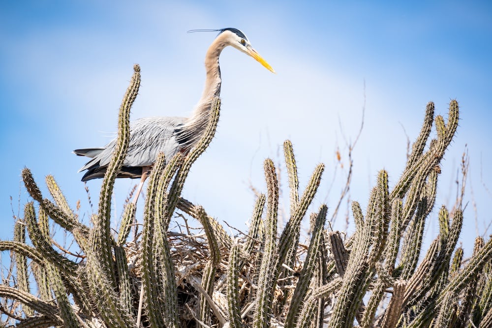 Heron on cactus