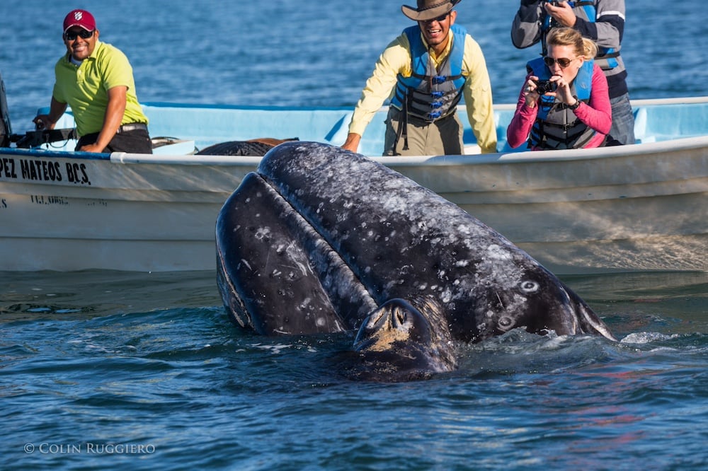Humpback whale Magdalena bay