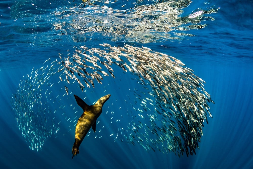 Sea Lion and fish in Baja California