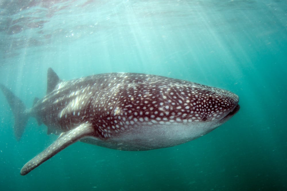 Whale Shark in Baja California