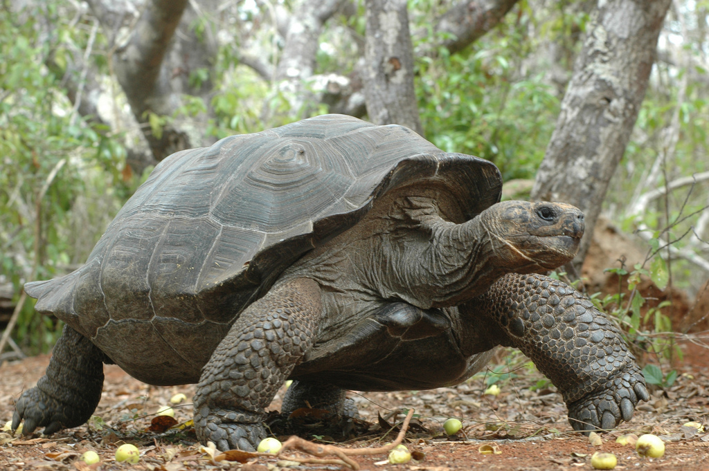 Galapagos Giant Tortoise on the move