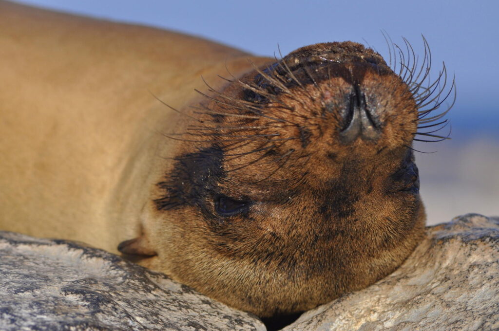 Galapags Sea Lion up close