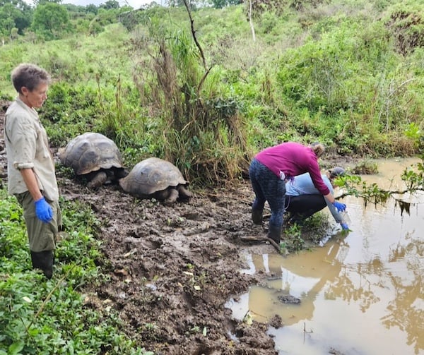 Georgie Savage with Galapagos Giant Tortoises