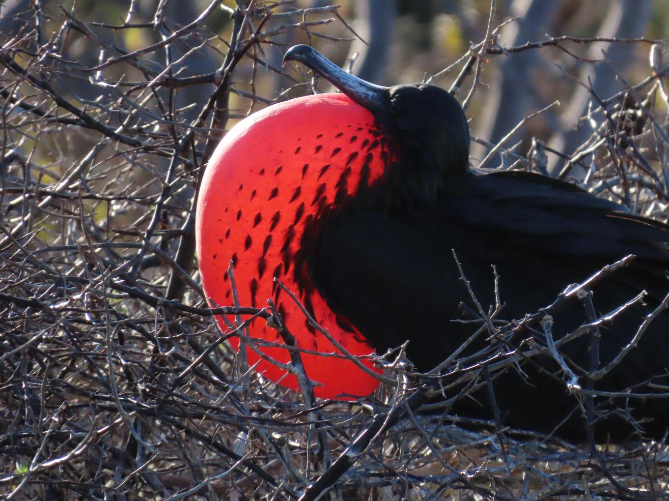 Magnificent Frigate Bird red sac