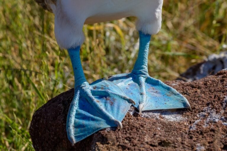 Blue-footed booby, North Seymour, Galapagos