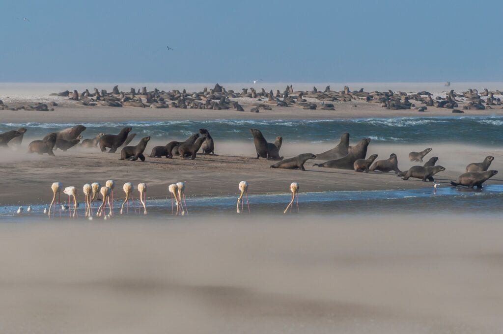 Flamingos and seals