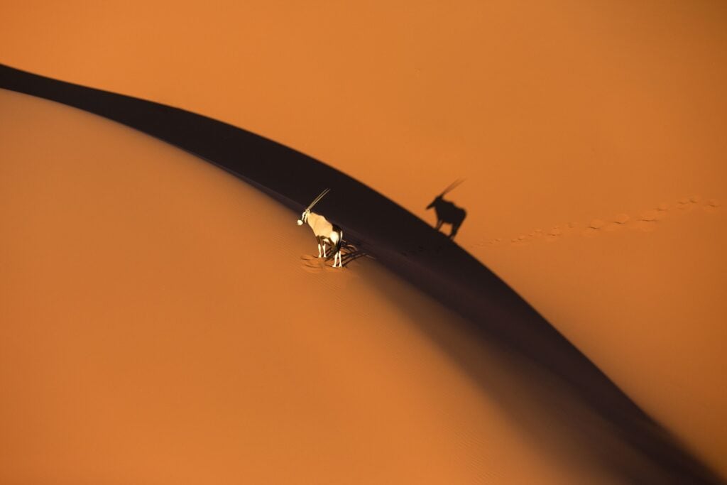 Gazelle on sand dune