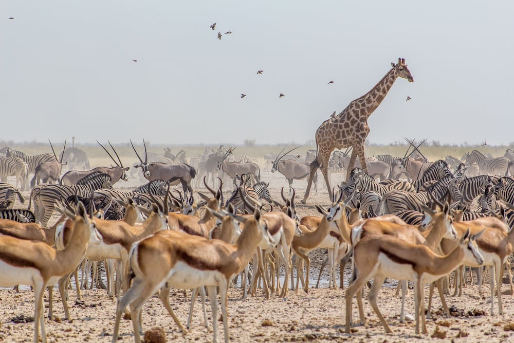 Gazelle, zebra, giraffe Namibia untold