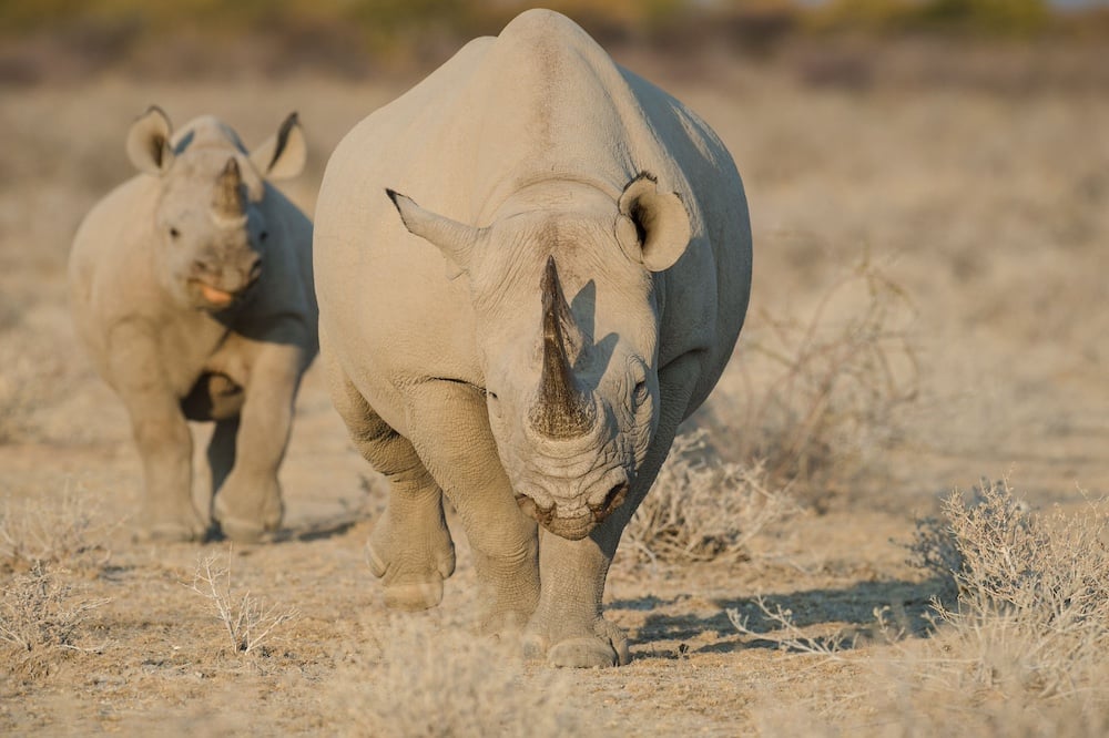 Black Rhinos Ultimate Namibia safari