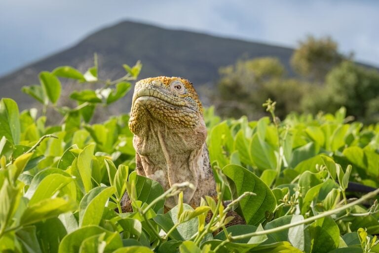 Santiago land iguana in lush vegetation